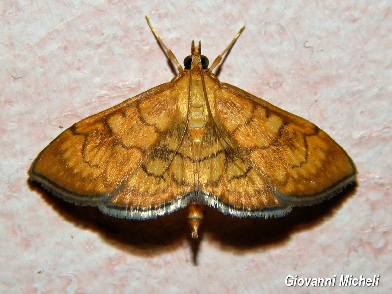 Anania verbascalis Crambidae